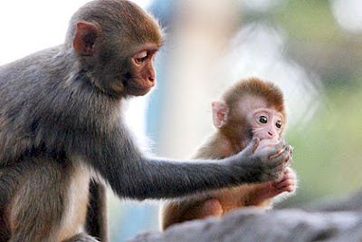 COMPORTAMENTO ANIMAL DOWNLOAD COMPORTAMENTO ANIMAL DOWNLOAD